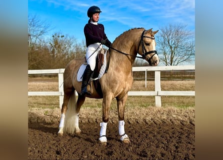 Welsh-B, Hengst, 11 Jaar, 136 cm, Palomino