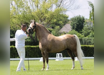 Welsh-B, Hengst, 11 Jahre, 136 cm, Palomino