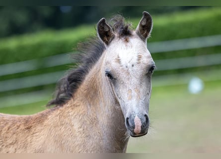 Welsh-B, Hengst, 1 Jaar, 130 cm, Falbe