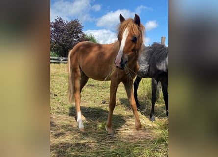 Welsh-B, Hengst, 1 Jaar
