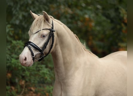 Welsh-B, Hengst, 2 Jahre, 125 cm, Cremello