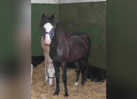 Welsh-B, Hengst, 2 Jahre, Rappe
