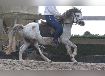 Welsh-B, Hengst, 3 Jahre, 120 cm, Schimmel