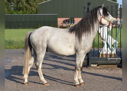 Welsh-B, Hengst, 3 Jahre, 120 cm, Schimmel