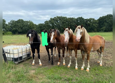 Welsh-B, Hengst, 4 Jaar, 130 cm