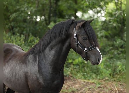 Welsh-B Mix, Hengst, 4 Jahre, 130 cm, Rappe