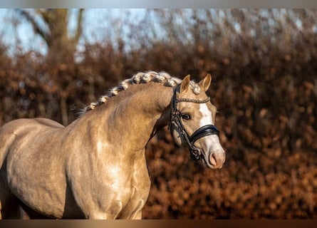 Welsh-B, Hengst, 4 Jahre, 135 cm, Palomino