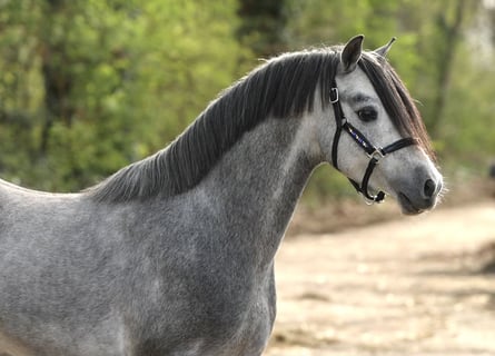 Welsh-B, Hengst, 5 Jahre, 124 cm, Schimmel