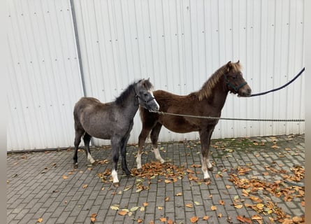 Welsh-B, Hengst, veulen (01/2023), Vos