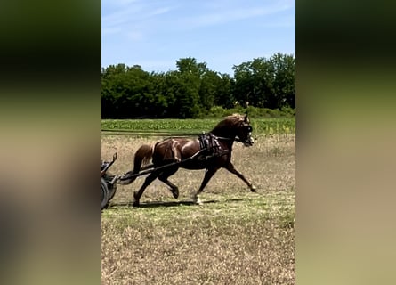 Welsh B Croisé, Hongre, 10 Ans, 129 cm, Alezan