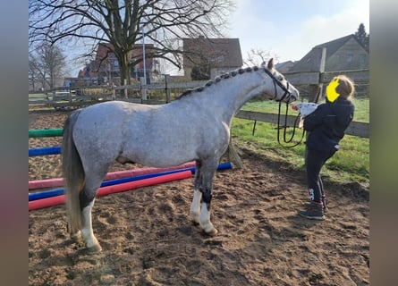 Welsh B, Hongre, 10 Ans, 132 cm, Gris pommelé