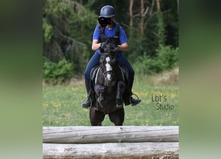 Welsh B, Hongre, 12 Ans, 125 cm, Noir