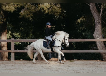 Welsh B Croisé, Hongre, 13 Ans, 124 cm, Gris