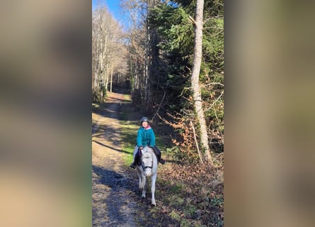 Welsh B, Hongre, 15 Ans, 120 cm, Cremello