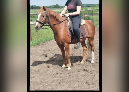 Welsh B Croisé, Hongre, 17 Ans, 130 cm, Alezan