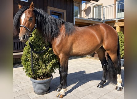 Welsh B, Hongre, 2 Ans, 130 cm, Bai