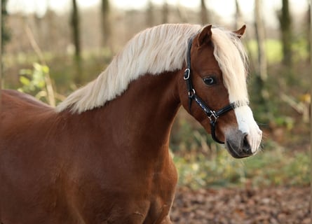 Welsh B, Hongre, 3 Ans, 126 cm, Alezan