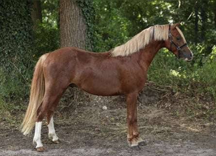 Welsh B, Hongre, 3 Ans, 131 cm, Alezan