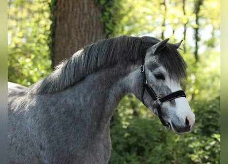 Welsh B, Hongre, 3 Ans, 133 cm, Gris