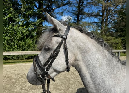 Welsh B, Hongre, 4 Ans, 110 cm, Gris