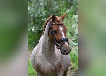 Welsh B, Hongre, 4 Ans, 126 cm, Rouan Rouge