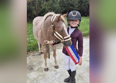 Welsh B, Hongre, 5 Ans, 125 cm, Alezan cuivré