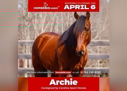 Welsh B Croisé, Hongre, 5 Ans, 150 cm, Bai cerise