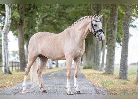 Welsh B, Hongre, 6 Ans, 137 cm, Palomino