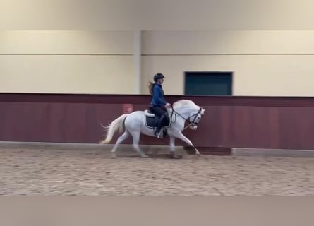 Welsh B, Hongre, 7 Ans, 128 cm, Gris