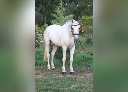 Welsh B, Hongre, 8 Ans, 140 cm, Gris