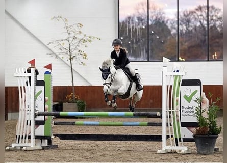 Welsh B, Jument, 10 Ans, 128 cm, Gris