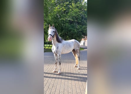 Welsh B, Jument, 10 Ans, 133 cm, Gris