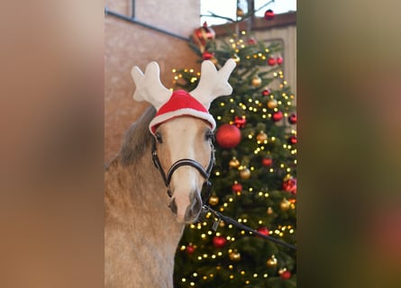 Welsh B, Jument, 10 Ans, 134 cm, Palomino