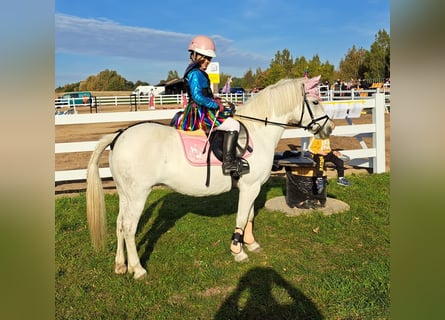 Welsh B Croisé, Jument, 11 Ans, 132 cm, Gris