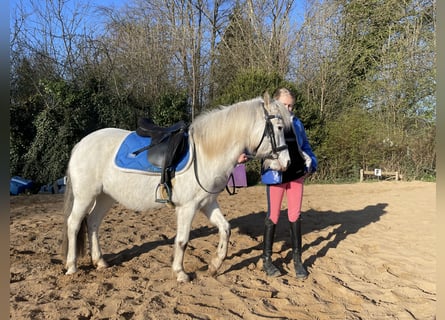 Welsh B, Jument, 15 Ans, 125 cm, Gris