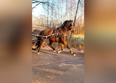 Welsh B Croisé, Jument, 3 Ans, 135 cm, Bai