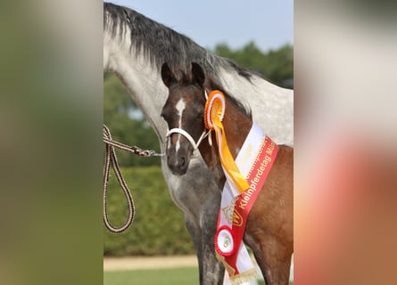 Welsh B, Jument, 3 Ans, Rouan Bleu