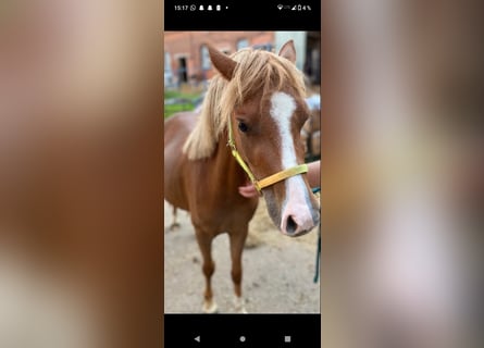 Welsh B, Jument, 4 Ans, 125 cm, Alezan