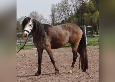 Welsh B, Jument, 4 Ans, 128 cm, Gris (bai-dun)
