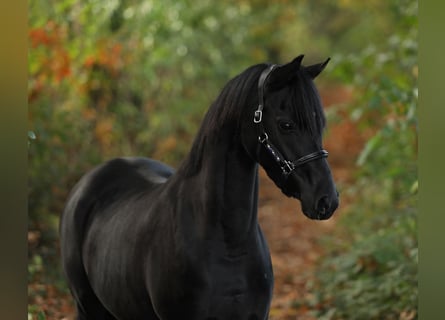 Welsh B, Jument, 4 Ans, 131 cm, Noir Welsh B, Jument, 4 Ans, 131 cm, Noir