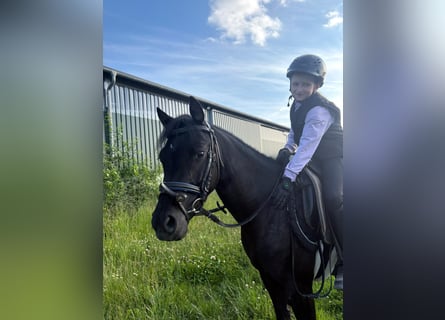 Welsh B, Jument, 5 Ans, 133 cm, Noir