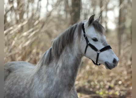 Welsh B, Jument, 5 Ans, 134 cm, Gris