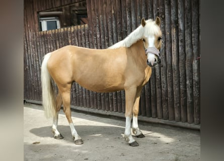Welsh B, Jument, 7 Ans, Palomino
