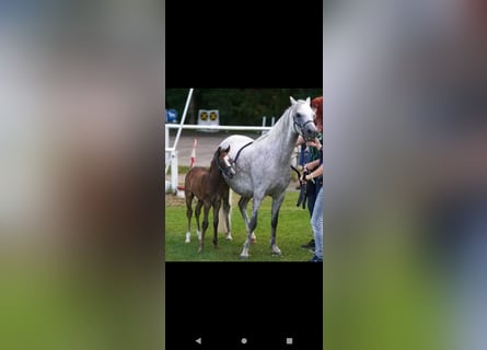 Welsh B, Mare, 10 years, 12,2 hh, Gray