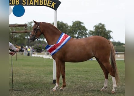 Welsh B, Mare, 10 years, 12,3 hh, Chestnut-Red