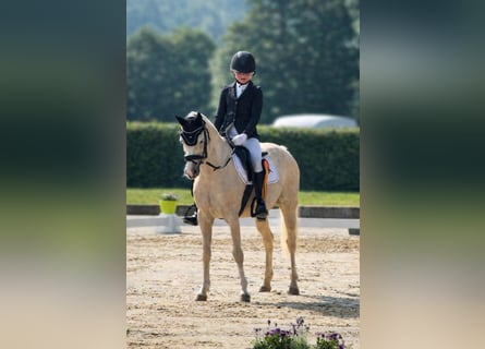 Welsh B, Mare, 11 years, 12,3 hh, Palomino