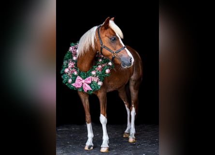 Welsh B, Mare, 13 years, 11,2 hh, Brown-Light