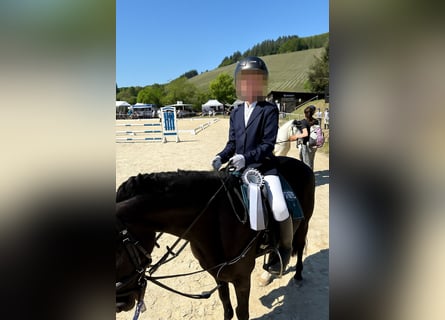 Welsh B, Mare, 13 years, 12,2 hh, Black