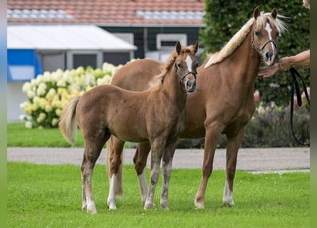 Welsh B, Mare, 14 years, 12,3 hh, Chestnut-Red