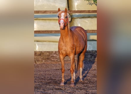 Welsh-B, Stute, 14 Jahre, 13 hh, Fuchs